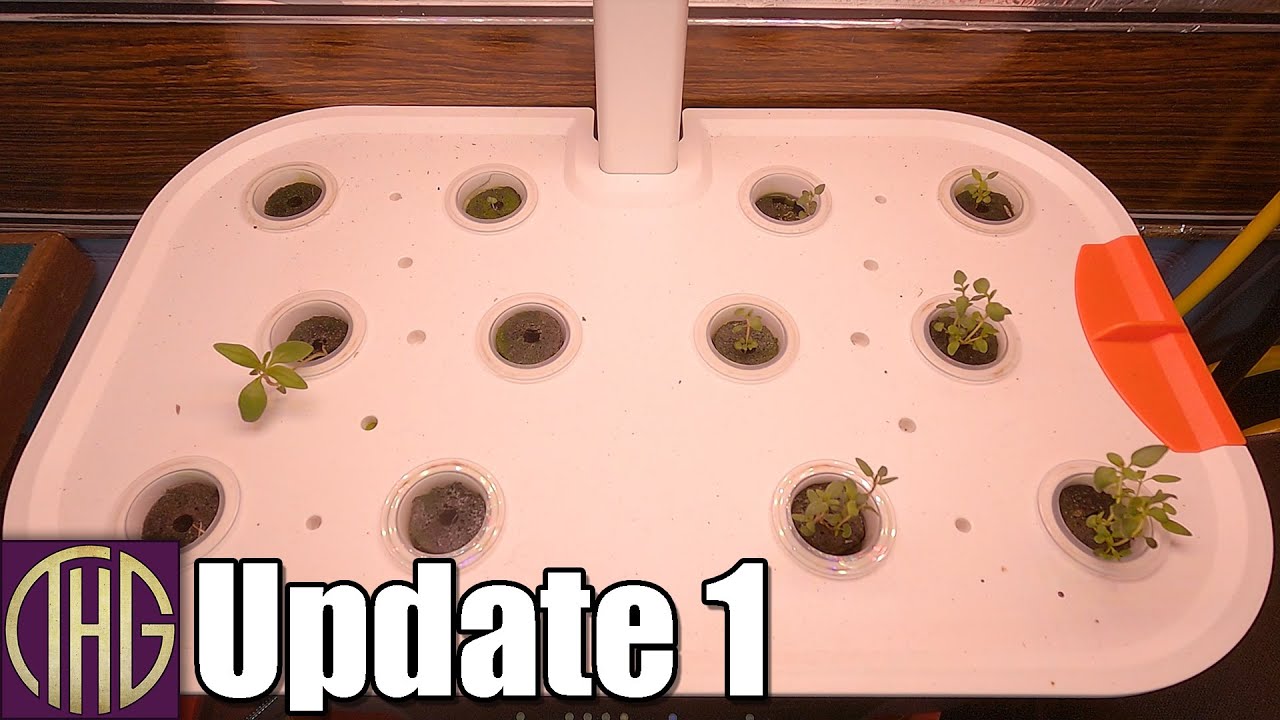 The First Two Weeks!! Spider Farmer G12 Indoor Grow System Update