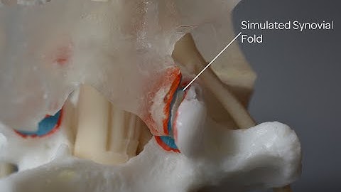 Professional LxH Model with Audible Release Feature