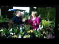 Summer Bulbs, Living Walls, Spring Colour & Garden Art with CityTV's Breakfast Television