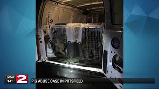 Pigs seized from Otsego County farm after two others found dead
