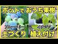 【おうち果樹】ブルーベリーの植え替えとイチジクの植え付け【ポット栽培のコツ】