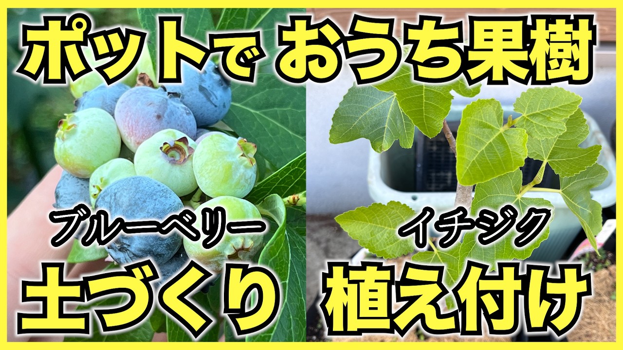 無花果とブルーベリーの木。 Home Fruit Trees] Transplanting Blueberries and Planting Fig Trees
