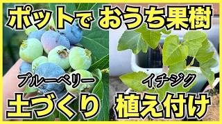 【おうち果樹】ブルーベリーの植え替えとイチジクの植え付け【ポット栽培のコツ】