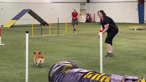 Edith @ Baytown Agility Trial on May 21 - 22, 2021