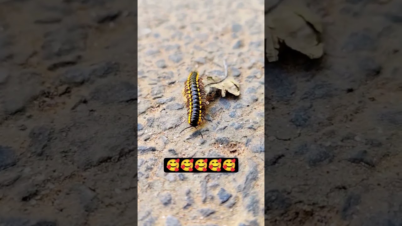 Yellow spotted Millipede 😍😍