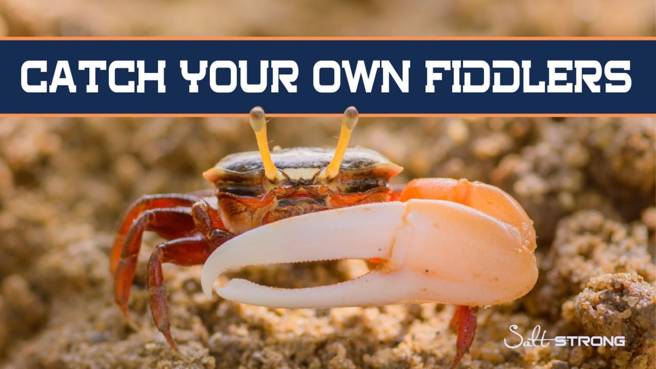 How To Catch Your Own Fiddler Crabs In Winter 