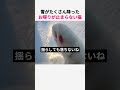 雪が降る日に言葉が途切れない猫w