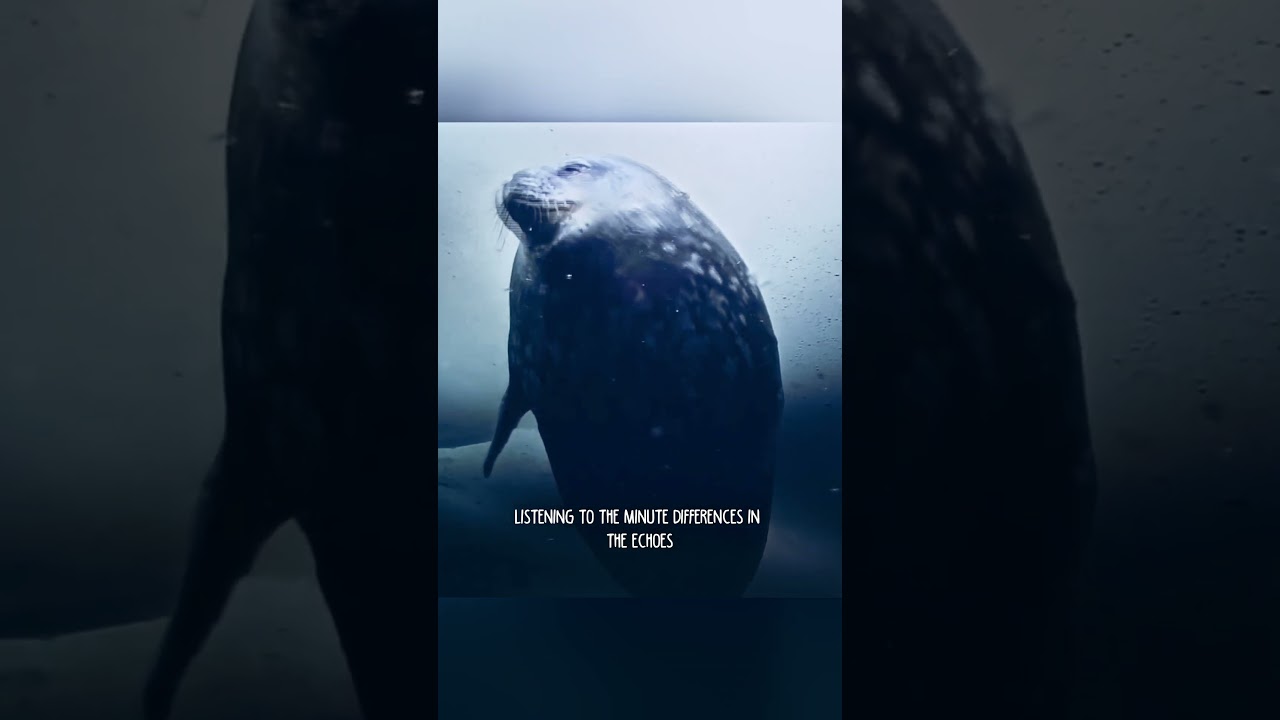 Тюлень Эдделл: жизнь подо льдами Антарктиды | Как они выживают в замороженном мире 