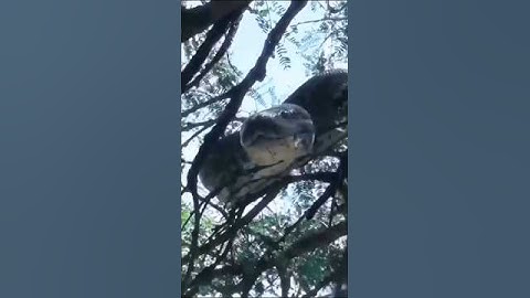 sikandar Salman Khan 😱| #bollywood #hindisong #ytshorts #funnyvideos  #memes #sikandar #salmankhan