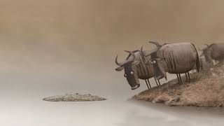 Wildebeest from Birdbox Studio