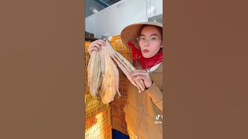 Khô cá dứa 3 nắng mập ú_mỡ bụng to 🤤 #fish #mientay #amthuc #monngon