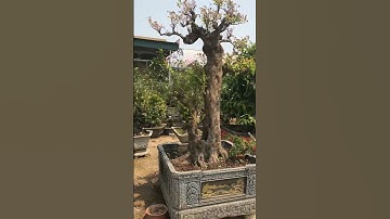 Khế chua dáng trực văn nhân