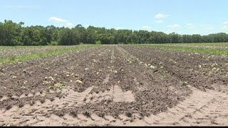 Farmers forced to plow over crops due to lack of workers amid COVID-19 pandemic