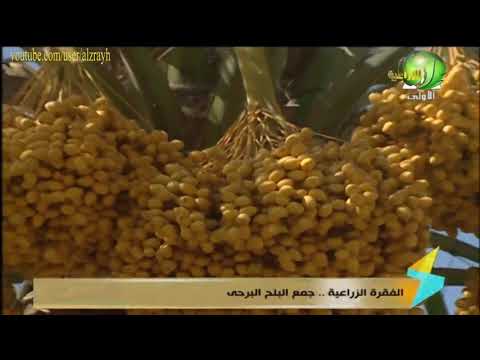 زراعة النخيل البرحي للتصدير انتاج يصل 5 الف جنية للنخلة ووقت الزراعة وعلامات نضخ للحصاد