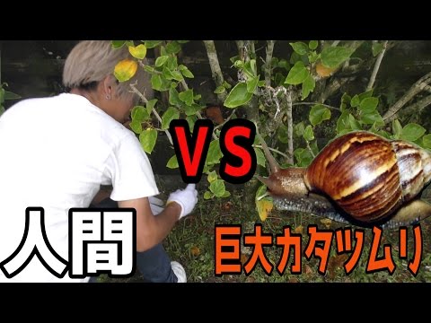 超巨大毒カタツムリを捕獲せよ 沖縄 Youtube