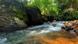 Peaceful Jungle River ASMR | Calm Flowing Water for Deep Sleep