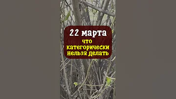 22 марта народный праздник Сороки или Жаворонки. Что категорически нельзя делать. Народные приметы