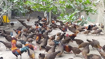 Đàn Gà Rừng Sinh Sản Đẹp