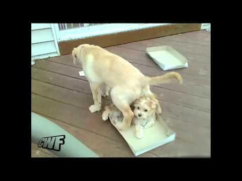 CuteWinFail: Peeing Dog Fail