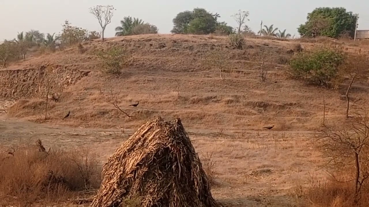 Feel the background birds sound 💖 Beautiful village and peacock 😍 