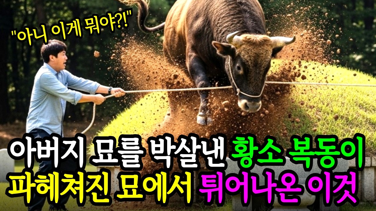돌아가신 아버지가 키우던 황소가 성묘날 미친듯이 파헤친 아버지 묘에서 나온 충격적인 이것 | 감동사연 | 실화사연 | 오디오북