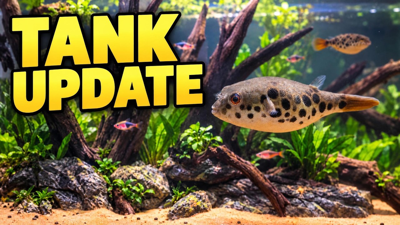 Spotted Congo Puffer Tank Tour and Setup Update