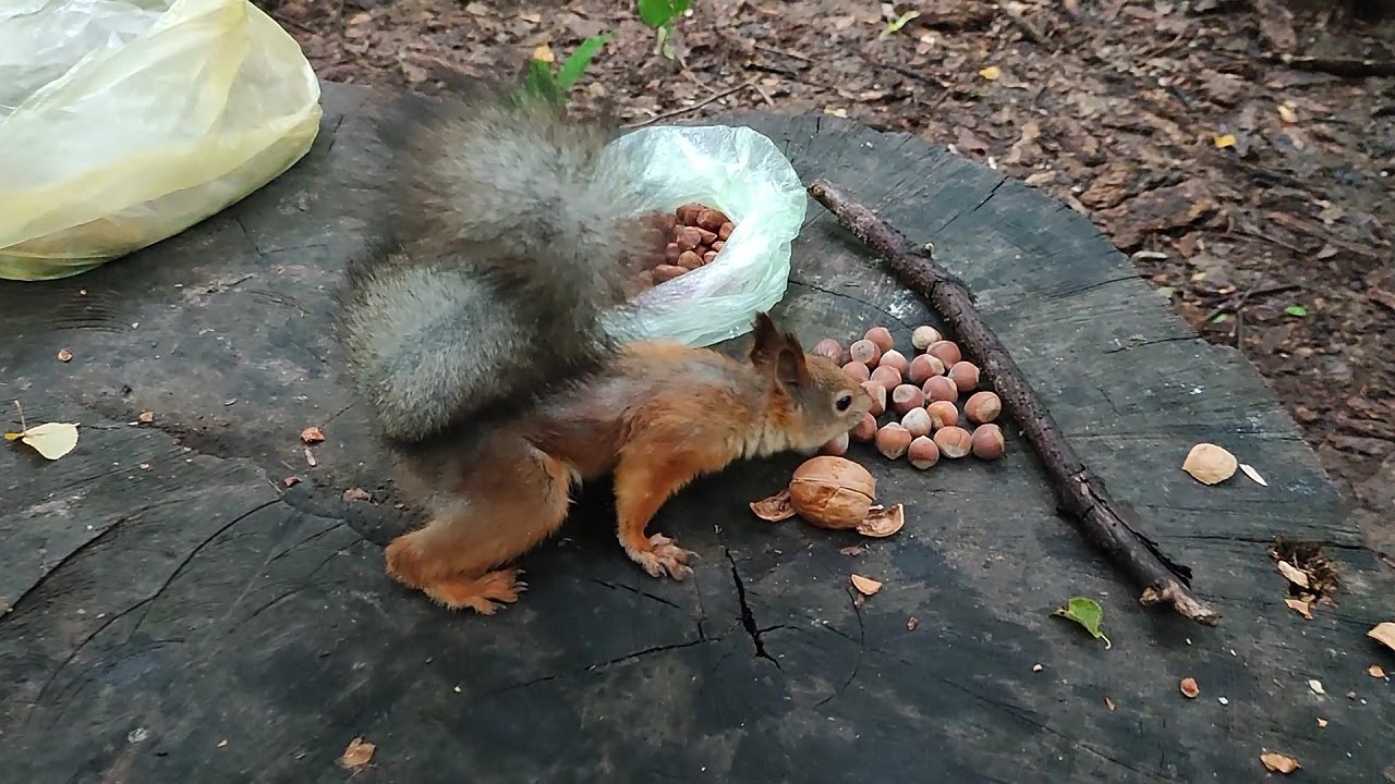 Белка под дождем прячет орехи - YouTube