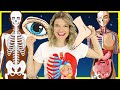 Learn body parts for kids  inside the human body for kids  parts of the body with speedie didi