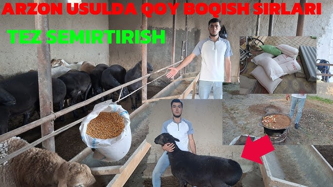 Hammomdagi yalangoch dumbalar Anal jinsiy aloqadan oldin hoqna