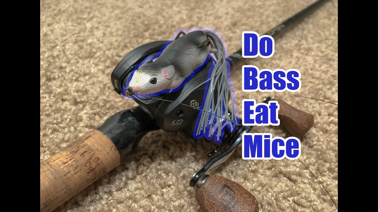 Do Large Mouth Bass Eat MICE??? YouTube