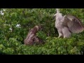 Sloth V's Young Harpy Eagle - Sloth Fights Back !