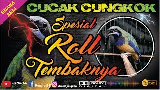 CUCAK CUNGKOK SPESIAL ROLL TEMBAK || SPEED RAPAT | TAJAM ||