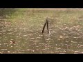 Two Snake Dancing In Dhanmondi Lake Two Snake Dancing In Dhanmondi Lake