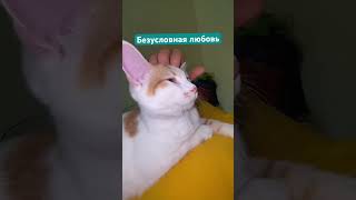 Безусловная любовь- нежность и доброта!!!