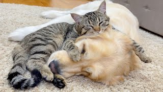 Adorable Cat Thinks Golden Retriever Is The Best Bed In The World