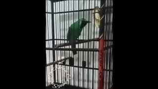 MASTER BURUNG CUCAK IJO 100 % MUDA HUTAN LANGSUNG GACOR