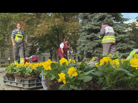 Videó: Tehetsz egynyári növényeket a nárcisz fölé?