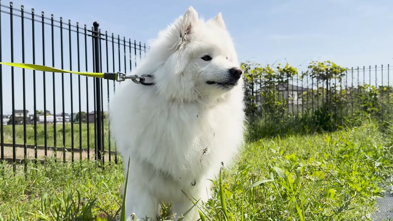 大型犬との散歩は猛ダッシュが基本でしたw