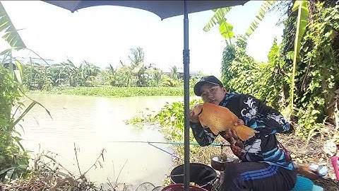 #câucá  sông tự nhiên..Móm quá lâu trở lại điểm câu cũ & kết quả bất ngờ cùng @Tran_Hai_Tv_1992 😅😅