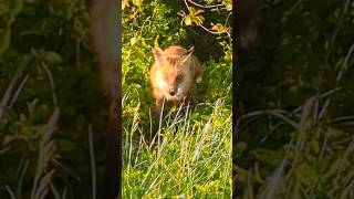 beautiful fox 🦊 in nature #april2024 #redfoxes #foxes #wildfox #wildlife #wildanimals #world