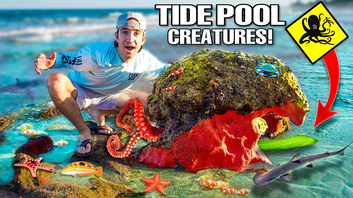 Searching For SEA CREATURES In BEACH TIDE POOLS! (tons of fish found)