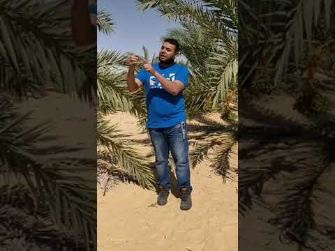 التحجيم في ثمار نخيل البلح يبدأ من وقت التلقيح 