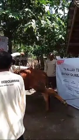 cara merobohkan sapi cepat dan mudah