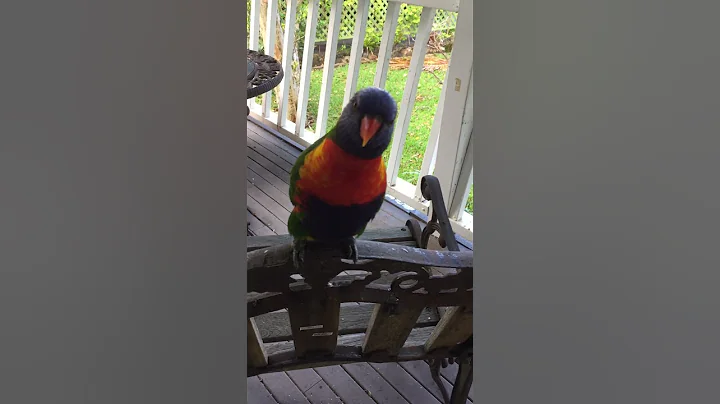 Interview with a Lorikeet