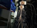 Real nervous system anatomy human body
