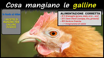 Qual è il cibo preferito delle galline?