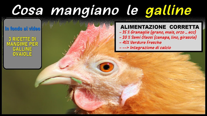 COSA MANGIANO LE GALLINE, ecco l'alimentazione corretta