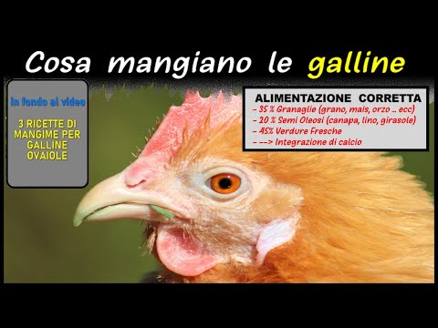 Video: Cosa E Come Dare Da Mangiare Alle Galline