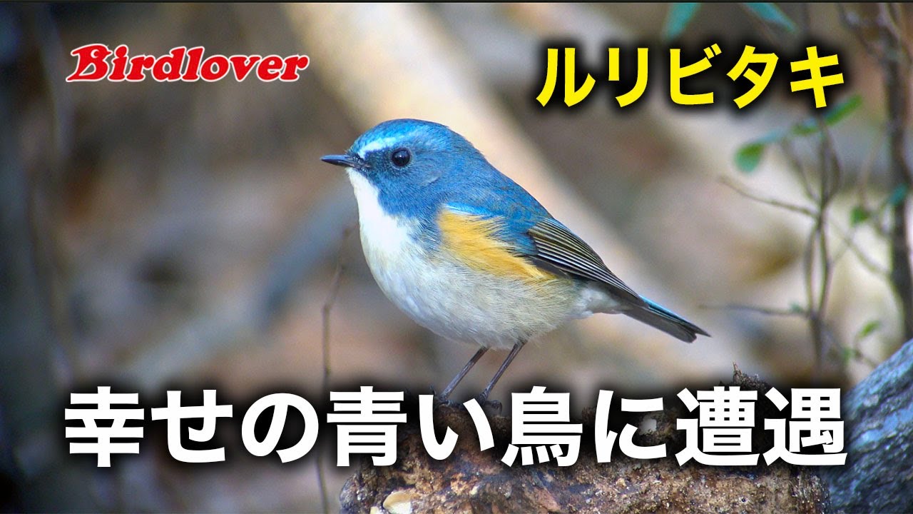 幸せの青い鳥・ルリビタキ♂｜Birdlover