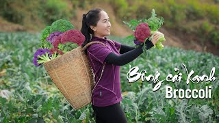 Fresh Broccoli and the process of harvesting them  goes to the market sell | Emma Daily Life